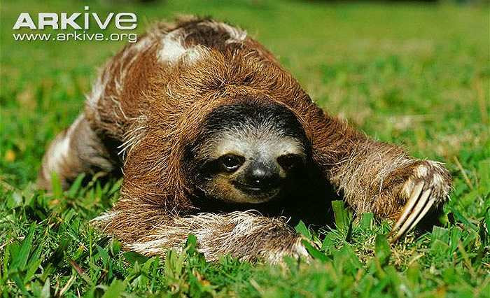 Vì chúng cực kỳ ít di chuyển, lại di chuyển cực chậm, nên vào mùa mưa, các loại tảo, rêu mốc mọc kín lông, khiến chúng biến thành màu xanh rêu. Lười đến mức mọc rêu trên người, thì quả thực không hổ danh ‘vua lười’. 