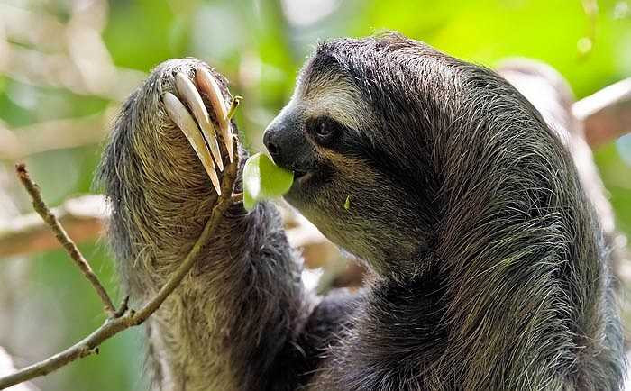 Loài Bradypus tridactylus có kiểu sinh hoạt cực kỳ lạ đời, ấy là quanh năm suốt tháng treo ngược thân thể lên cành cây. Lúc ăn, lúc ngủ, thậm chí khi đẻ cũng treo mình như võng, ngửa bụng lên trời.