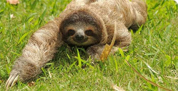 Phần lớn thời gian trong ngày của Bradypus tridactylus là ngủ treo mình trên cây. Chúng chỉ hoạt động kiếm ăn vào ban đêm.