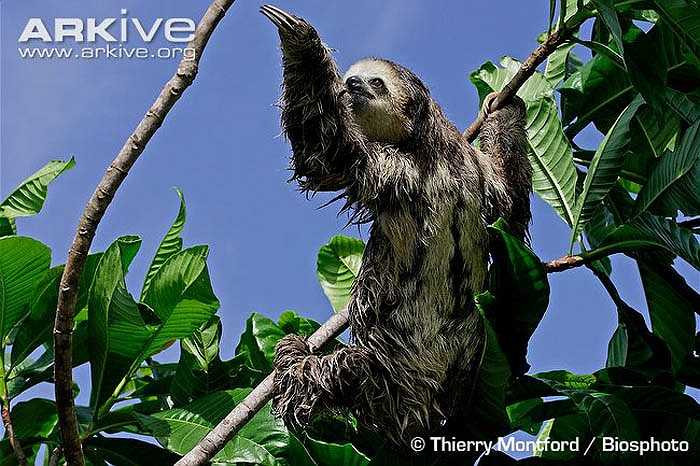 Bình thường, bộ móng vuốt này giúp chúng treo mình trên cây, nhưng khi gặp nguy hiểm thì biến thành vũ khí. Chỉ một cú vả của ‘vua lười’, thú ăn thịt toạc da, tóe máu.