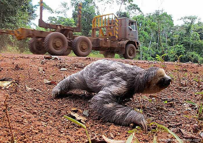 Mặc dù phần lớn thời gian treo ngược trên cây, nhưng thi thoảng Bradypus tridactylus cũng xuống đất. Sở dĩ chúng xuống đất là để đi vệ sinh. Chúng tạo ra cái lỗ, rồi mỗi tuần đi vệ sinh 1 lần vào đó.