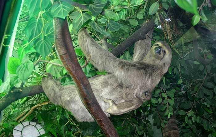 Mùa giao phối của Bradypus tridactylus vào tháng 3 và tháng 4. Con cái mang thai tới 180 ngày và chỉ sinh duy nhất 1 con. 