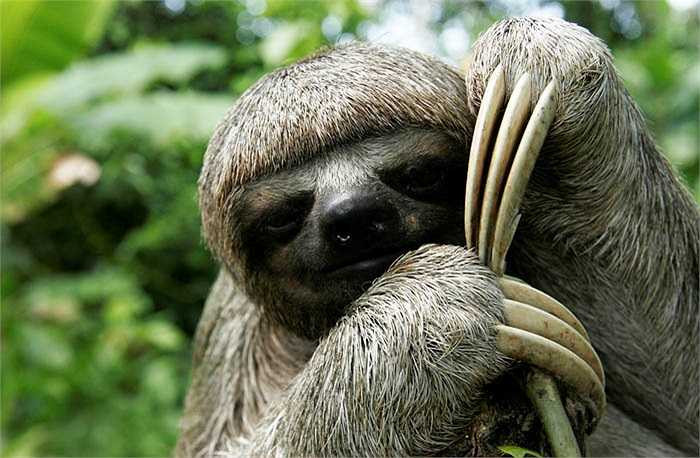 Sở dĩ loài Bradypus tridactylus, được coi là loài là loài thú lười biếng nhất thế giới, bởi ít có con thú nào di chuyển chậm chạp như nó.
