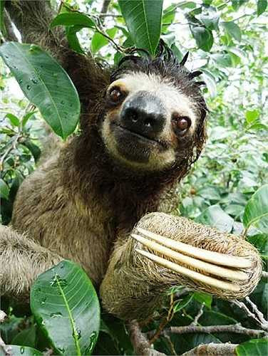 Sau 5 tuần tuổi, chúng đã có thể tự leo trèo. Chúng bú mẹ khoảng 1 tháng, thì được mẹ nhai mớm món lá cây. 6 tháng tuổi chúng tự kiếm ăn.