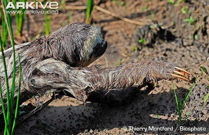 Loài rùa, vốn nổi tiếng chậm chạp, còn thua xa về độ lười biếng so với con Bradypus tridactylus. 