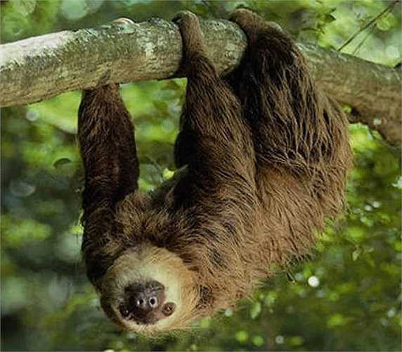 Các nhà khoa học đã đo tốc độ của con Bradypus tridactylus và nhận thấy mỗi ngày, con vật to tướng này chỉ di chuyển trung bình 28 mét. 