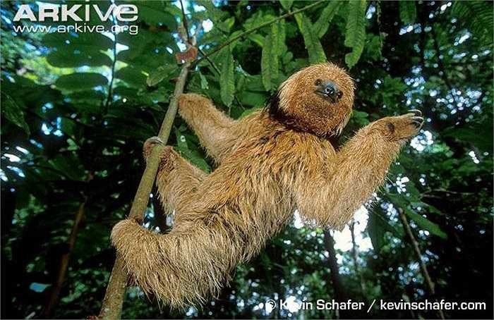 Món ăn ưa thích của Bradypus tridactylus là lá cây, cành non loại cây Cecropia lyratiloba.