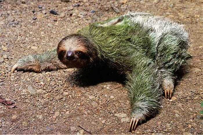 Thậm chí, chúng lười đến nỗi không chịu đưa tay kéo chiếc lá vào miệng, mà chỉ chén những chiếc lá non ở ngay miệng, với một tốc độ chậm kinh khủng.