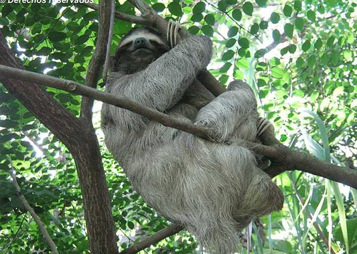 Có lẽ bởi sự chậm chạp trong hành động, mà chúng tiêu tốn năng lượng cực ít. Phải mất 1 tháng, chúng mới tiêu hóa hết thức ăn có trong dạ dày.