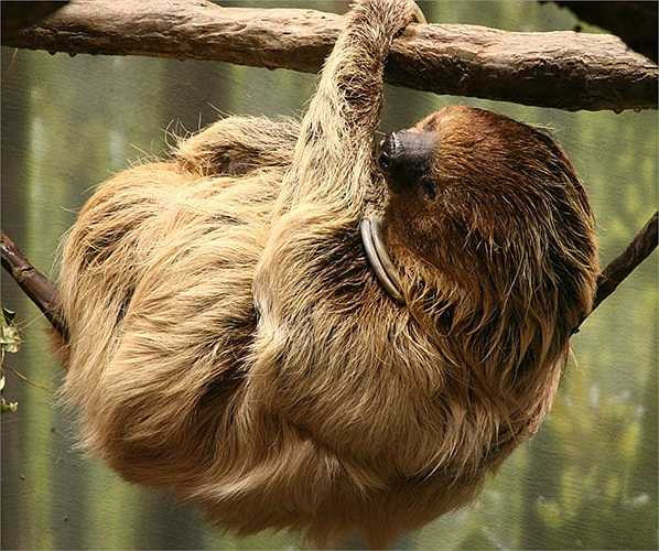 Có lẽ, cho lười biếng trong việc tìm kiếm thức ăn, nên cơ thể chúng tiêu hóa cạn kiệt, không lãng phí chút thức ăn nào kiếm được. 