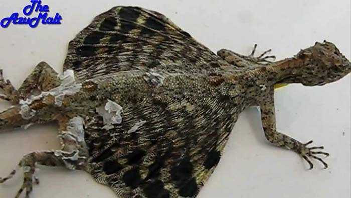 Tuy nhỏ bé nhưng rồng bay là loài săn mồi hiệu quả, chúng có chiếc lưỡi nhỏ ngắn nhưng có chất dính ở đầu lưỡi.