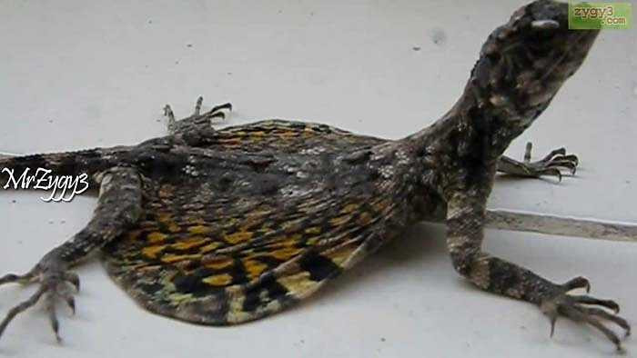 Chúng sẽ ngồi đợi con mồi đi qua, và phóng lưỡi thật nhanh để bắt con mồi. Đến nay loài rồng bay nay vẫn là một loài bí ẩn, Các nhà khoa học vẫn còn nhiều điều chưa biết về chúng.