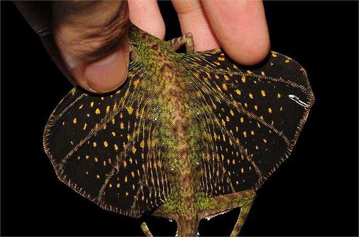 Mặc dù có kích thước nhỏ bé nhưng nhờ có đôi cánh nên chúng có thể bay xa đáng kinh ngạc. Chúng có thể lượn từ cây này sang cây khác với khoảng cách lên đến 8m.