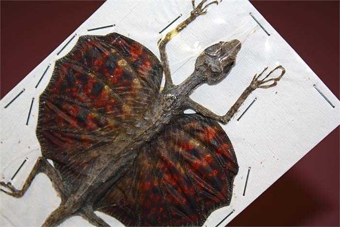 Chúng được tìm thấy trong các khu rừng rậm, và thức ăn ưa thích là các tổ mối, tổ kiến trên các cành cây.