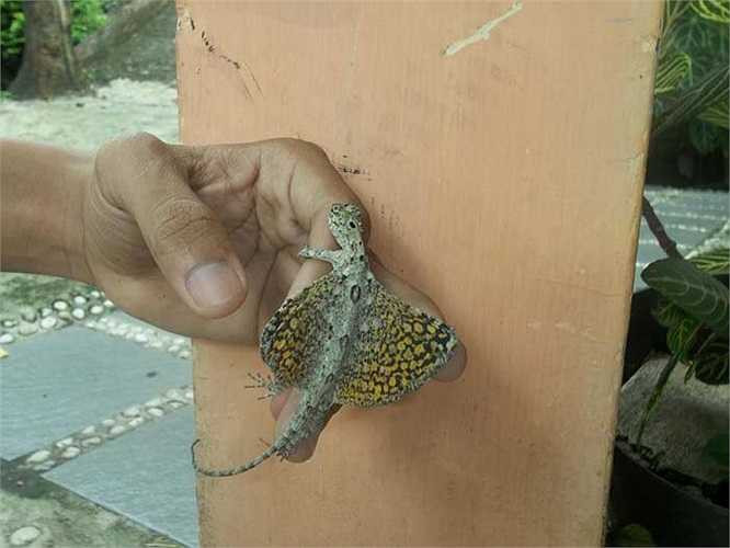 Đôi cánh của rồng bay rất sặc sỡ với những đốm và sọc màu cam, màu vàng, màu đỏ và màu xanh. 