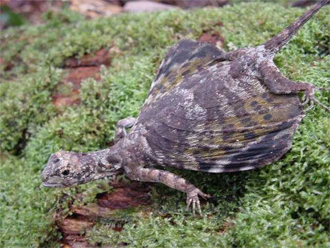 Rồng bay là loài rất khéo ngụy trang, màu sắc cơ thể của chúng thường giống với màu môi trường nơi nó sinh sống. Điều này giúp nó dễ dàng tránh được sự phát hiện của kẻ thù.