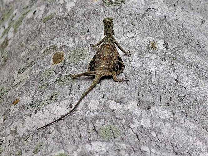 Vào mùa sinh sản con cái cái sẽ xuống mặt đất, chúng chỉ đẻ từ 1-5 trứng sau đó chúng khéo léo vùi trứng vào trong đất.