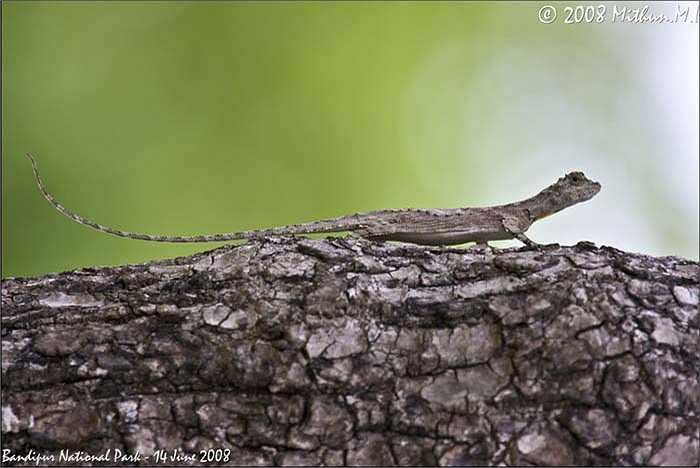 Sau khoảng 1- 2 tuần trứng của rồng bay sẽ nở. Các con non ra đời với kích thước rất nhỏ, và có khối lượng khoảng 2 gam.