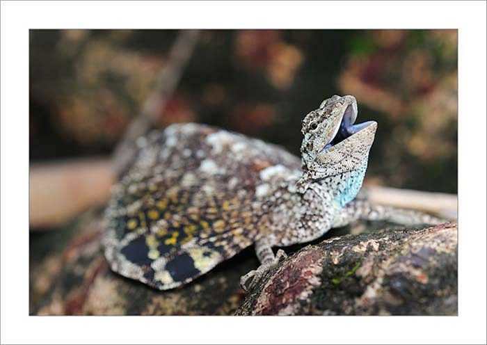 Rông bay cái chỉ canh chừng ổ trứng trong một hai ngày đầu sau khi đẻ, sau đó chúng bỏ đi. Vì vậy khả năng trứng nở thành rồng bay con là không cao do chúng có thể làm mồi ngon cho các loài khác.