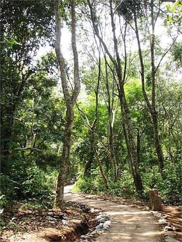 Con suối nhỏ chảy qua Sở chỉ huy.Dân Mường Phăng vẫn gọi nơi đây là Rừng Đại tướng.