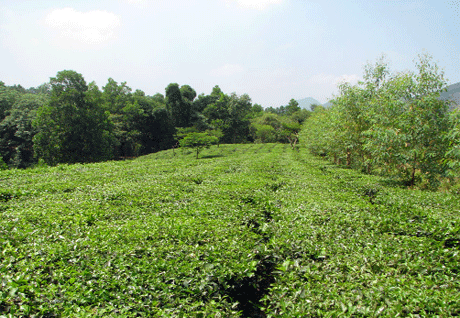 Phó Thủ tướng Nguyễn Công Tạn