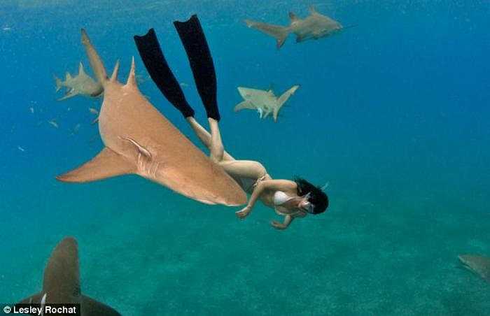 Còn đây là hình ảnh Rochat bơi ngay cạnh Lemon shark - loài cá mập nổi tiếng với những vết cắn khủng khiếp và cá mập thường gặp ở các rạn san hô biển Caribe. 