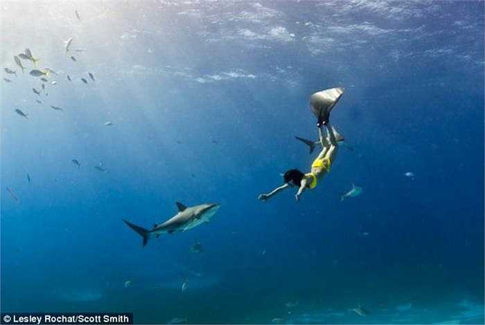 Nhưng Rochat sẵn sàng chấp nhận thử thách này để mong thay đổi phần nào nhận thức của con người về cá mập. 