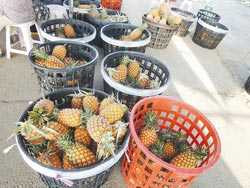 Bán dứa cho du khách, kiếm gần 700 triệu/năm