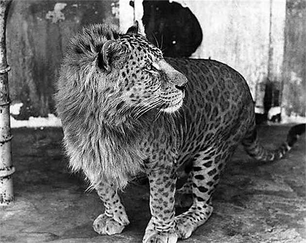 Leopon là con lai của báo đực và sư tử cái. Đầu của con vật giống như sư tử còn những phần khác trên cơ thể tương tự như báo. Leopon lớn hơn báo, thích trèo cây và nghịch nước. Con Leopon đầu tiên sinh ra tại vườn thú Koshien Hanshin, Nhật Bản.