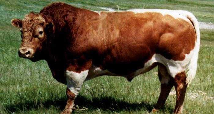 Beefalo có sức khỏe tốt hơn và cho thịt chất lượng hơn cả bố và mẹ. Beefalo cung cấp nhiều thịt chứa hàm lượng protêin cao và ít béo hơn. Thậm chí thịt của loài này chứa rất ít cholesterol mà vị của nó được đánh giá là ngon hơn thịt bò thường. 