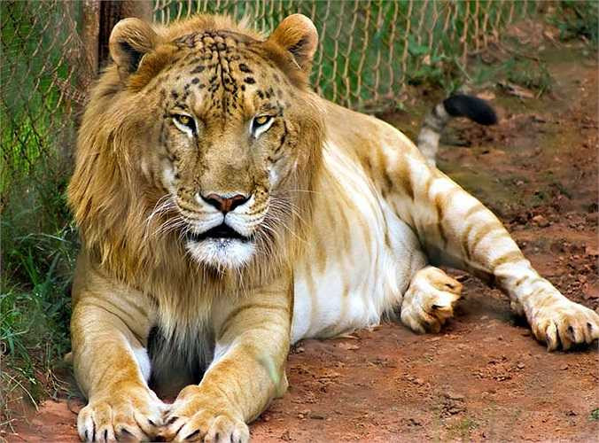 Dù là con lai khác loài nhưng Liger vẫn có thể sinh sản. Năm 1953 một con Liger đã giao phối thành công với một con sư tử đực sinh ra con non khỏe mạnh. 