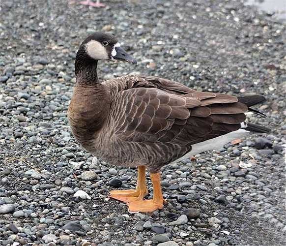 Loài mula khá phổ biến và là con lai giữa ngan trống và vịt mái. Khả năng thành công của phép lai này rất cao đạt 40 – 50%. Mula có sức sống hơn hẳn bố mẹ, tuy nhiên giống như phần lớn các phép lai khác loài khác chúng không có khả năng sinh sản.