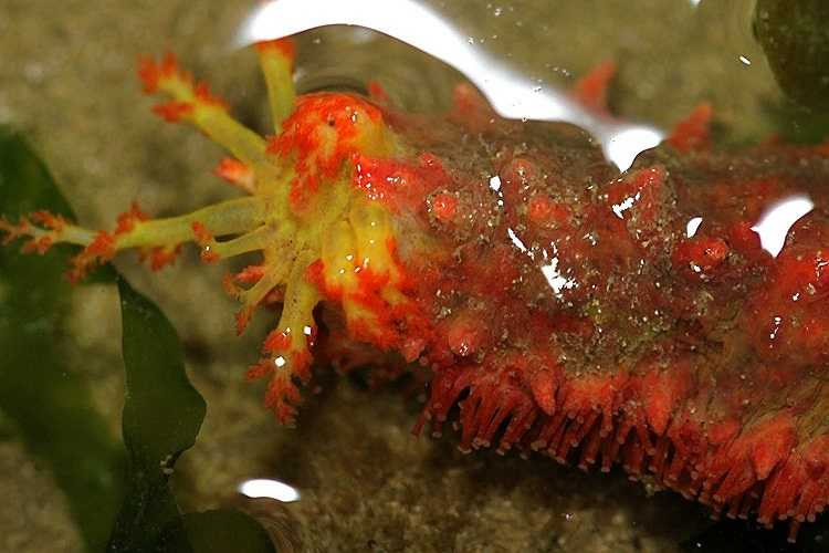 Hải sâm hồng và vàng. Loài này tìm một địa thế tốt, nơi các dòng nước chảy, nằm trong sóng và bắt những loài trôi trong đó bằng các xúc tu khi các xúc tu mở ra, luân phiên thay đổi các món ăn bày trên “đĩa xúc tu” đáng sợ của nó.