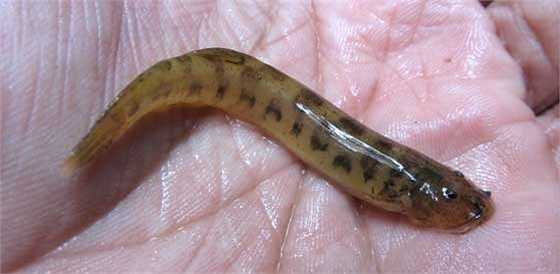 Candiru là một loài cá da trơn nước ngọt sống ký sinh thuộc họ Trichomycteridae nguồn gốc ở lưu vực sông Amazon, nơi nó được tìm thấy tại các nước Bolivia, Brasil, Colombia, Ecuador và Peru.