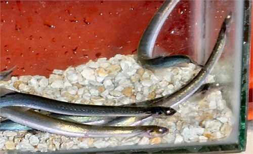 Quái vật tý hon này hút máu và ký sinh trên mang của các loài cá Amazon lớn, đặc biệt là cá da trơn của họ Pimelodidae (Siluriformes). 