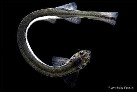 Spotte gặp bác sĩ Samad và phỏng vấn ông tại nơi làm việc và nhà riêng của ông. Samad cho ông xem bức ảnh, các băng VHS ban đầu của thủ tục nội soi bàng quang, và cơ thể cá thực tế bảo quản trong formalin như đóng góp của mình cho Viện Nghiên cứu Amazon(INPA).