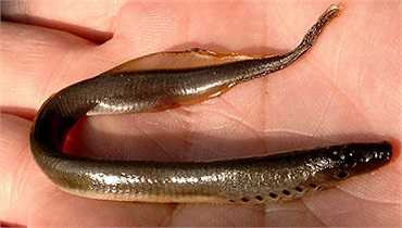 Candiru không có phần phụ hoặc các cơ quan khác cần thiết để thực hiện điều này, và nếu nó nhảy ra khỏi nước như bệnh nhân tuyên bố, nó sẽ không có đủ lực bẩy để chui vào bên trong đường niệu đạo.