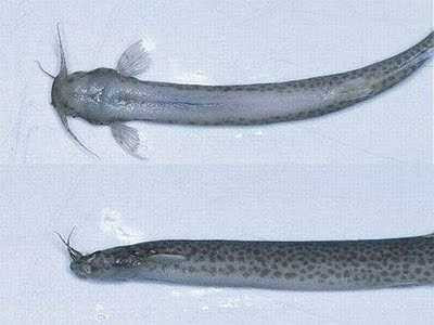 Nếu một người đi tiểu trong khi ngâm mình trong một dòng suối nơi candiru sống, thì có khả năng bị cá candiru tấn công.