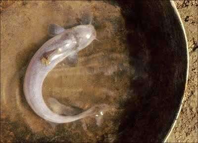 Tuy nhiên, việc candiru ký sinh con người đã không được công bố cho đến năm 1997.