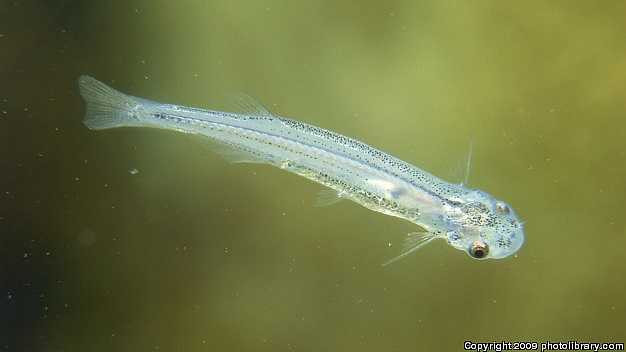 Cho đến nay, chỉ có một trường hợp được lập hồ sơ về một con candiru chui vào hệ thống tiết niệu của con người, diễn ra tại Itacoatiara, Brasil vào năm 1997.