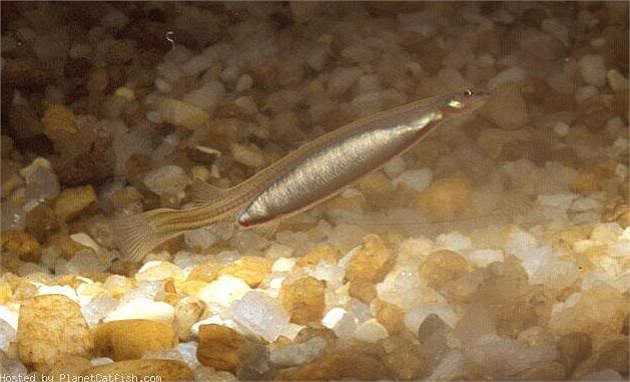 Trong vụ việc này, nạn nhân (một người đàn ông 23 tuổi được biết đến như 'FBC') tuyên bố một con candiru 'nhảy' từ dưới nước vào niệu đạo của mình khi anh ta đi tiểu trong khi đứng ngập sâu trong một con sông.