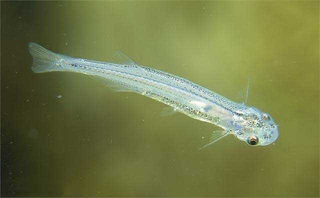 Sau khi được đưa đến Manaus vào ngày 28/10/1997, nạn nhân đã trải qua ca phẫu thuật tiết niệu kéo dài hai giờ của bác sĩ Anoar Samad để loại bỏ con cá ra khỏi cơ thể.