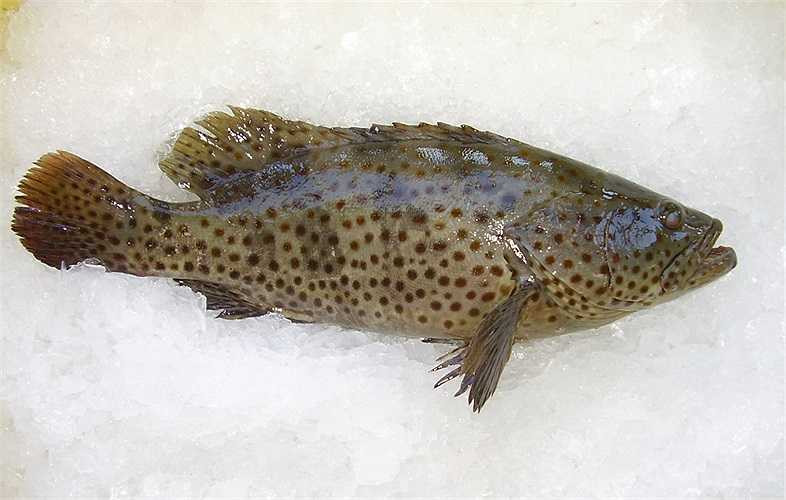 Cá: Cá có chứa axit béo Omega-3 là chất chống oxy hóa mạnh mẽ, trong cá còn có vitamin B12 nguyên liệu để tổng hợp serotonin tạo cho bạn cảm giác hạnh phúc. 