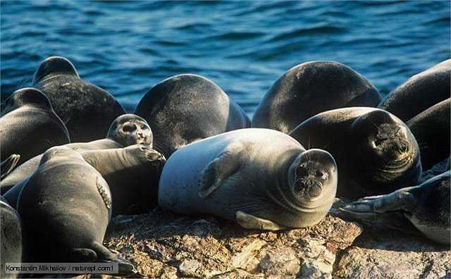 Hải cẩu biển California là một loài quái vật biển thực sự, đặc biệt là khi chúng ta động chạm đến lãnh thổ của chúng. 