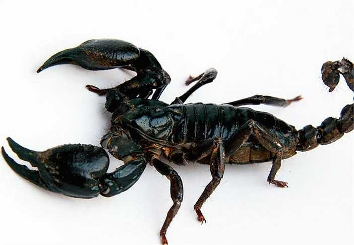 Bọ cạp Deathstalker sống chủ yếu ở châu Phi và châu Á. Nó được xem là một trong những loài bọ cạp có nọc độc mạnh và gây đau đớn nhất thế giới. Nạn nhân thường bị sốt, co giât, tê liệt và dẫn tới tử vong khi bị cắn. 