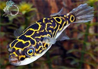 Sau cá nóc chuột vằn mang, cá nóc chấm cam (Torquigener gallimaculatus) cũng rất đáng sợ, cứ 100g trứng hoặc gan loài cá này có thể giết chết 60 – 70 người.