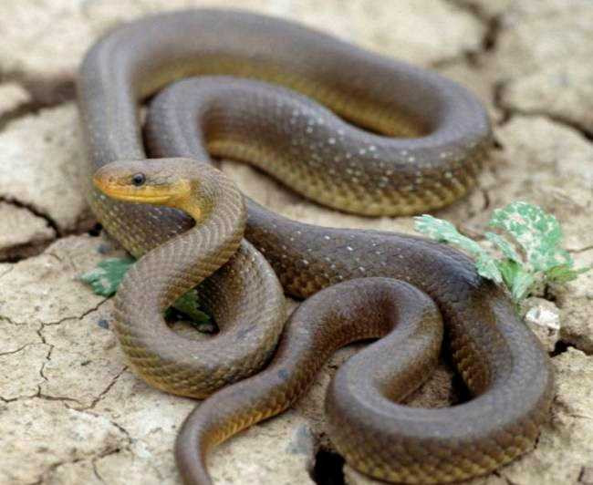 rắn trên mái nhà