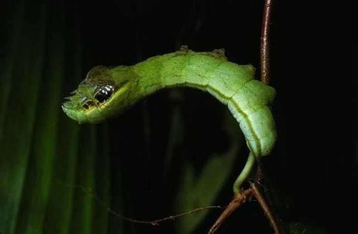 Khi ở giai đoạn ấu trùng, bướm Hemeroplanes triptolemus sở hữu phần đầu không khác gì một con rắn thực thụ với 2 mắt và chiếc đầu nhọn 