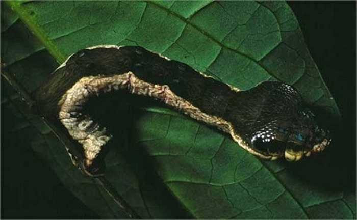 Theo nghiên cứu, ngoại hình này của ấu trùng bướm Hemeroplanes triptolemus là một hình thức ngụy trang để bảo vệ bản thân khỏi kẻ thù