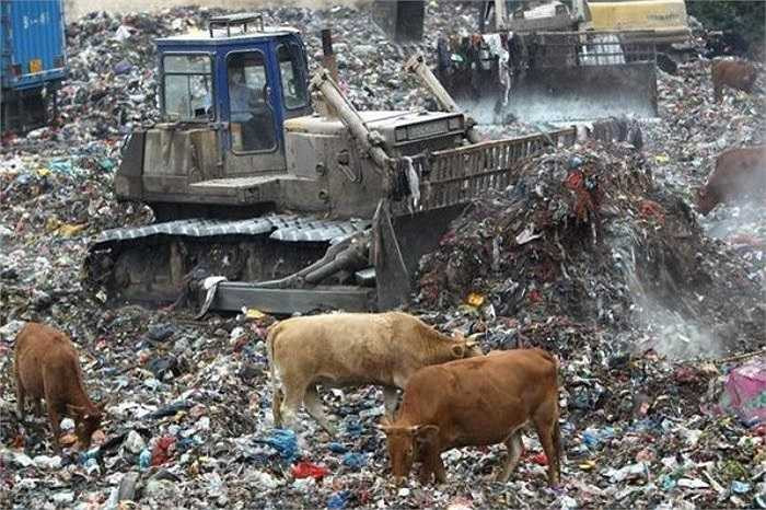 Bò ở Trung Quốc ăn… rác để lớn nên nấm mốc, thủy ngân, chất hóa học độc hại mà bò thường xuyên hấp thụ trong rác có thể dễ dàng lây lan qua con người khi giết mổ hay ăn thịt chúng.